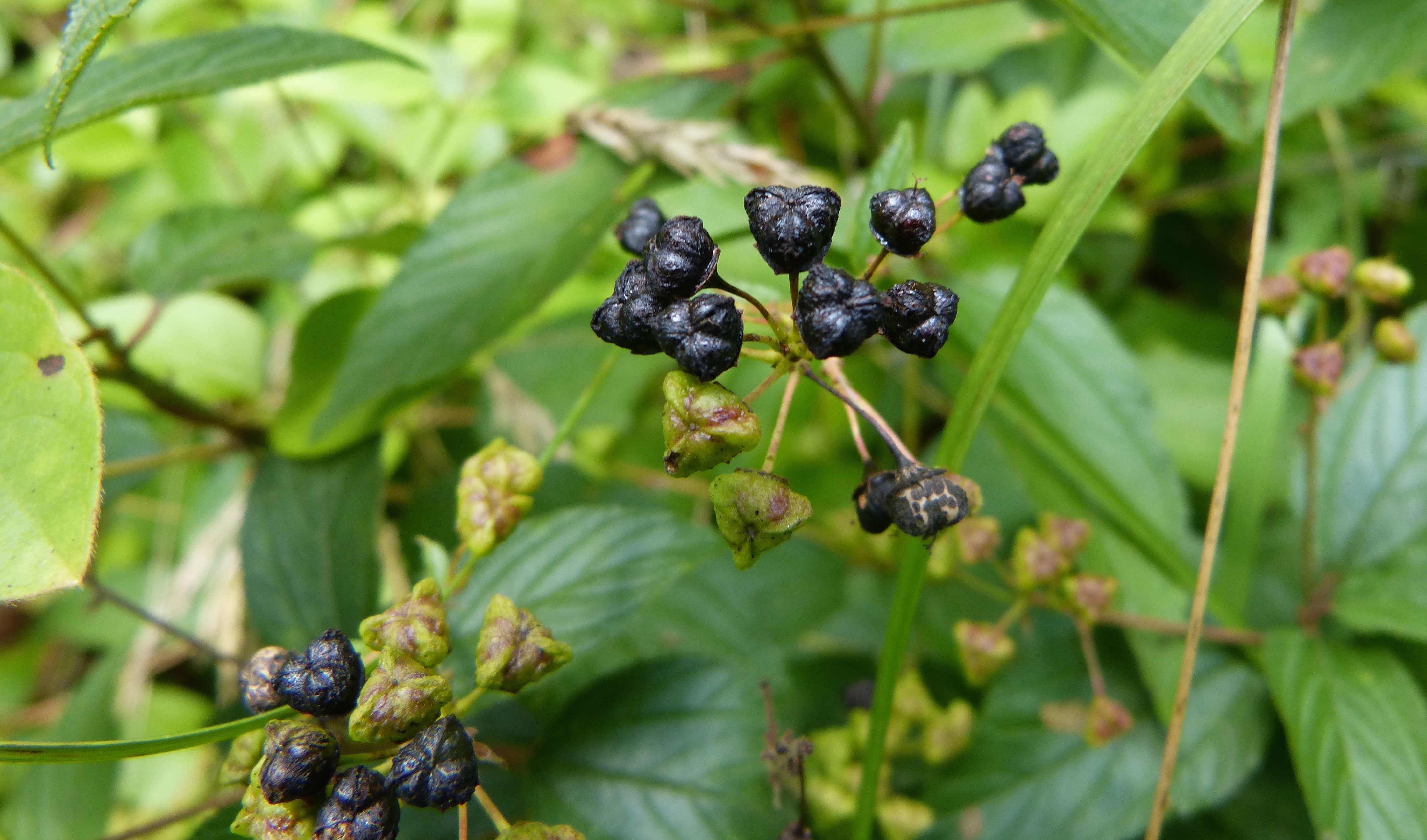 maryland-biodiversity-project-new-jersey-tea-ceanothus-americanus